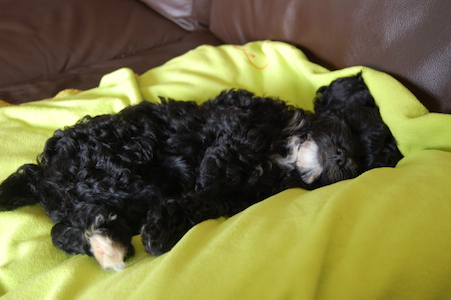 Chloe sleeping