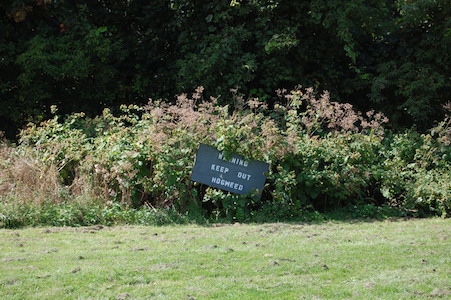 Hogweed