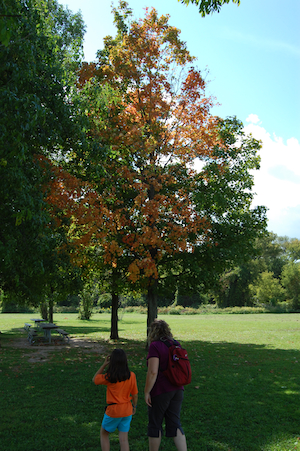 Trees