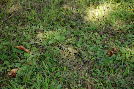 Snake