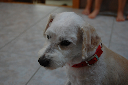 Mickey