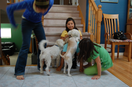 Dogs