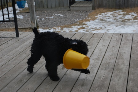 Chloe and her bucket