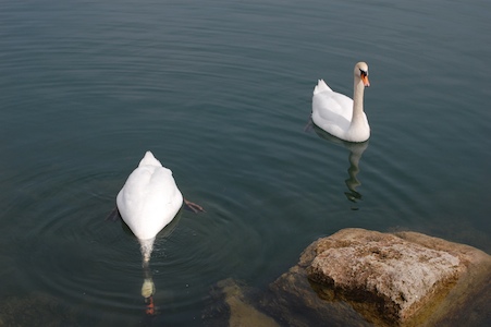 Swans