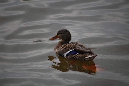 Duck