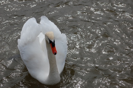 Swan