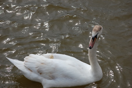 buffet Swan