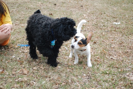 Chloe and Pretzel