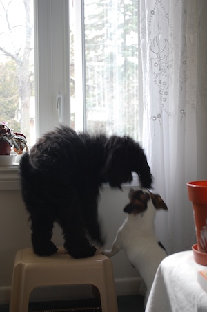 Buddies