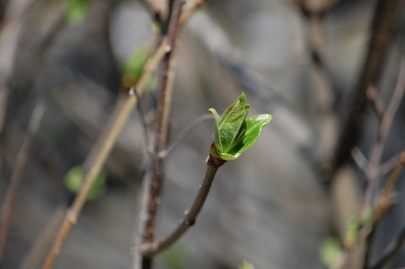 Tree buds