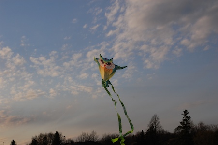 Owl kite