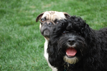 Loki and Chloe