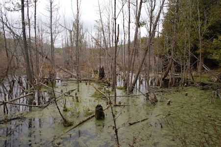 Wetlands