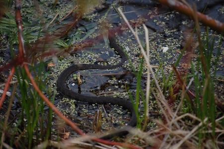 Water snake