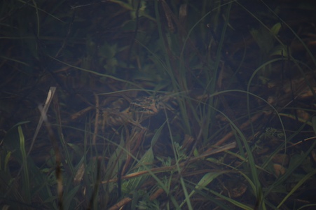 Pickerel frog