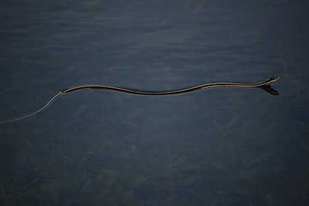 Ribbon snake