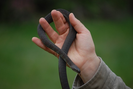 Water snake