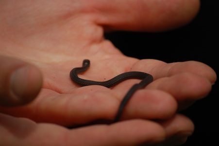 Red-bellied snake