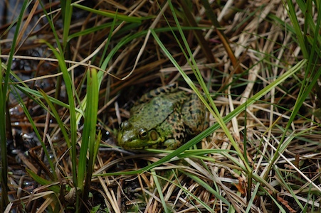 Green frog