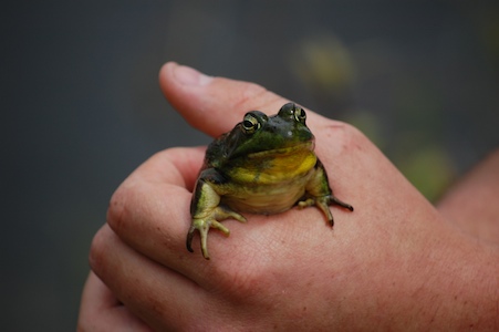 Green frog