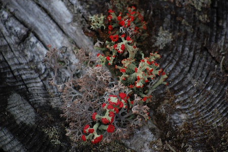 Lichen
