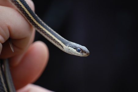 Ribbon snake