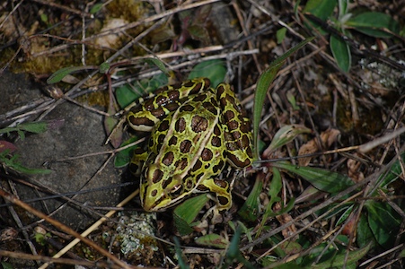 Leopard frog