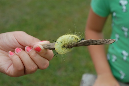 Caterpillar