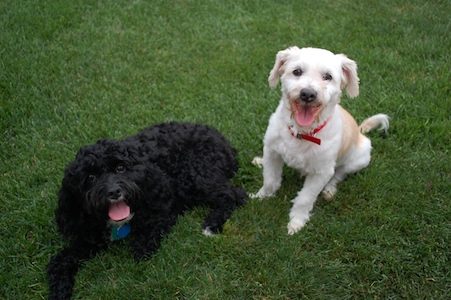 Chloe and Mickey