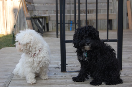 Bella and Chloe