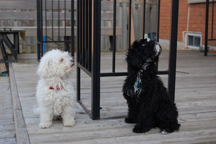 Bella and Chloe