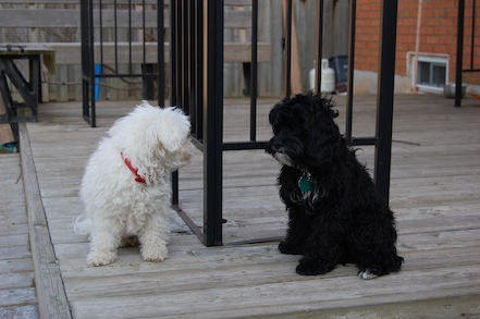 Bella and Chloe