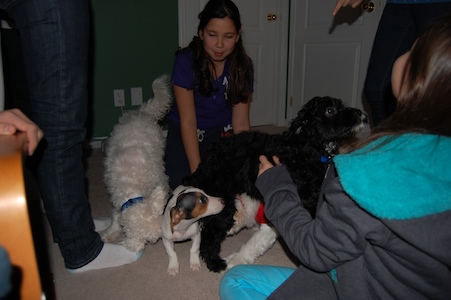 Dogs