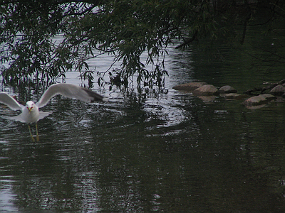 Bass Lake
