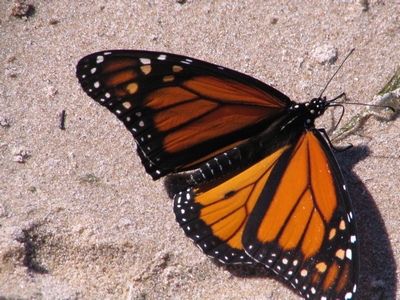 Butterfly