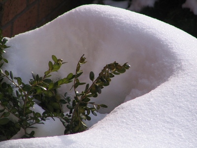 Snow bush