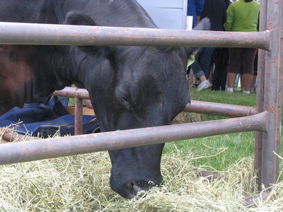 Beef cattle