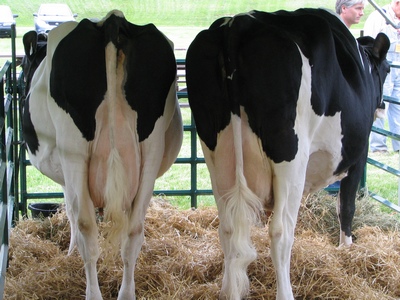 Dairy cows