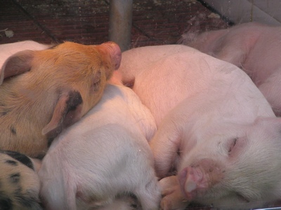 Piggies