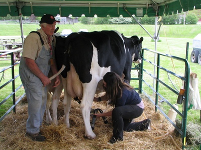 Cow milking