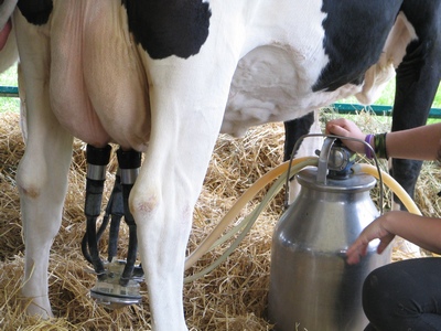 Cow milking