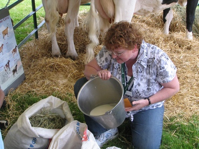 Cows milk