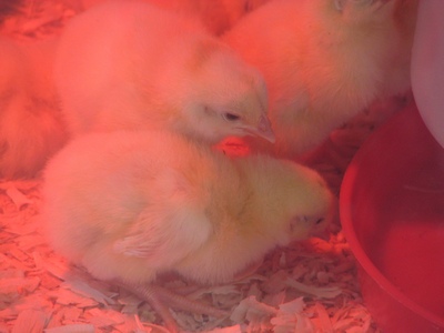 Chicks