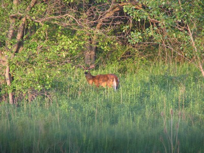 Deer: Photo by Angela
