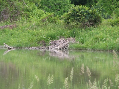 Beaver lodge