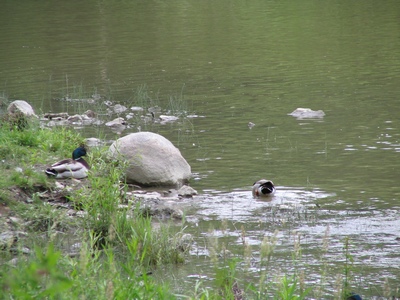 Mallard