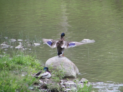 Duck shake