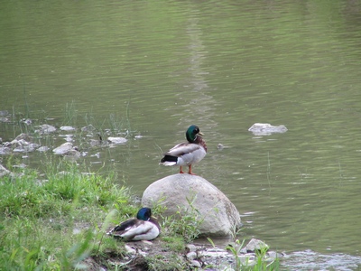 Duck