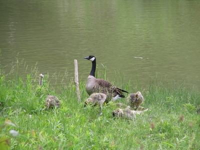Canada geese