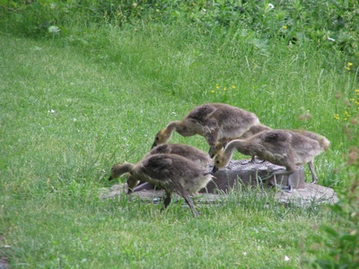 Goslings